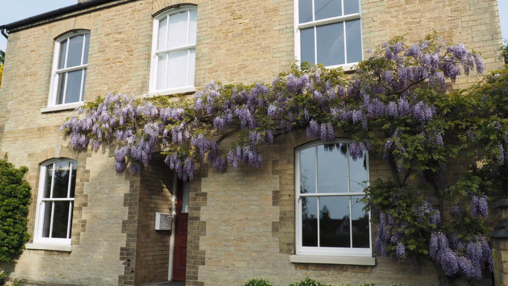 Brick house with wisteria and Heritage Sash Windows by Fairco